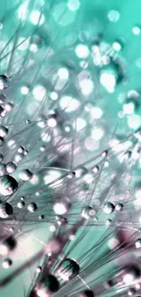 This stunning live wallpaper features a close-up shot of water droplets on a dandelion, set against a black background