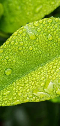 This phone live wallpaper features a stunning close-up view of a leaf with water droplets on it
