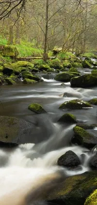 This live wallpaper showcases a picturesque stream surrounded by lush greenery in a forest