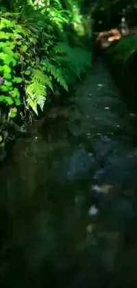 This charming phone live wallpaper depicts a calming stream flowing through a lush forest, with intricate water refractions that add a realistic touch