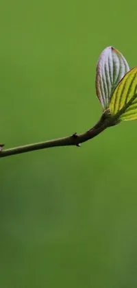 This phone live wallpaper features a minimalistic close up of a leaf on a twig