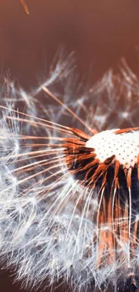 Enhance your phone screen with this stunning live wallpaper of a dandelion's seeds blowing in the wind