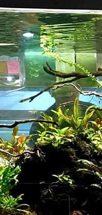 Get hypnotized by the mesmerizing fish tank live wallpaper featuring plants and rocks