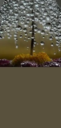 This dynamic phone live wallpaper features a close-up of a vibrant umbrella with water droplets glistening on its surface
