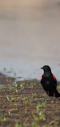 This phone live wallpaper depicts a black bird standing near a still body of water