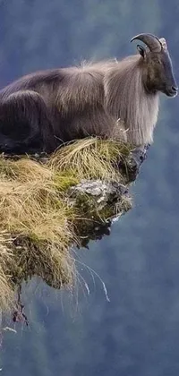 Looking for a stunning live wallpaper for your phone? This majestic image features a goat perched on the edge of a cliff, overlooking a dramatic landscape