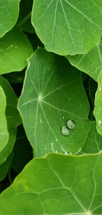 Experience the serene beauty of a lush planet with a green leaf live wallpaper for your phone