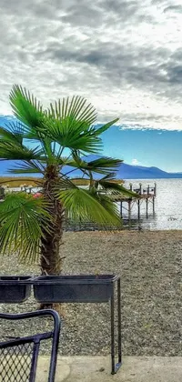 Transform your phone's home screen with a vibrant live wallpaper of a Palm tree on a sandy beach alongside River Aufidius, Italy
