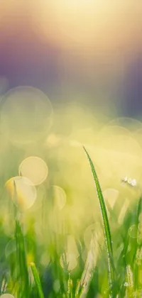 This mobile wallpaper showcases fresh green grass blades against a beautiful sun-drenched meadow