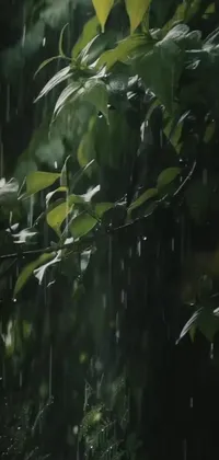 Bring the calming beauty of rainfall to your phone with this exquisite live wallpaper
