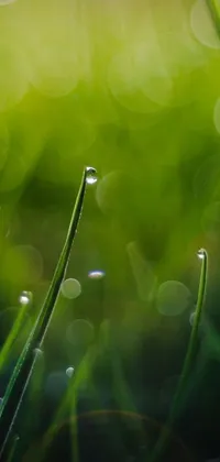 Get inspired by nature with this stunning live phone wallpaper! Featuring a close-up shot of water droplets nestled on a blade of green grass, the image is rendered with incredible clarity to create a true-to-life effect