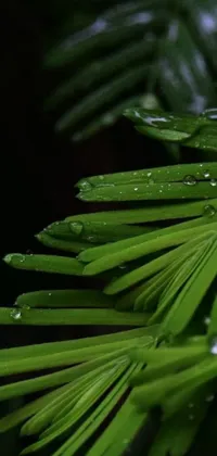 This smartphone wallpaper features a mesmerizing close-up of a palm leaf with droplets of water adorning it
