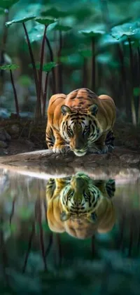This phone live wallpaper is a photorealistic painting of a majestic tiger standing next to tranquil water, set against the lush greenery of an Indian forest