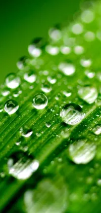 This phone live wallpaper features a close-up of a green leaf with water droplets, creating a realistic and refreshing look for your device