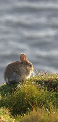 Looking for a vibrant and nature-inspired live wallpaper for your phone? Look no further than this stunning image of a rabbit perched atop a verdant hillside amidst the tranquil waters of the Orkney Islands