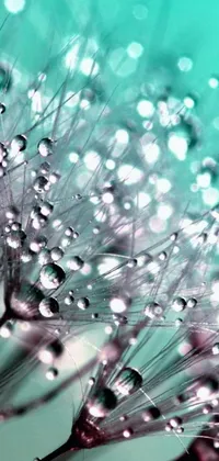 This phone live wallpaper showcases a stunning close-up of a flower with water droplets glistening on it, designed in a soothing teal aesthetic