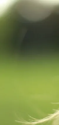 Water Plant Grass Live Wallpaper
