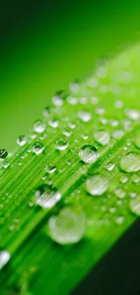 This phone live wallpaper depicts a beautiful green leaf with glistening water droplets