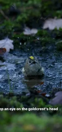 This phone live wallpaper captures a charming scene of a bird perched on a water puddle