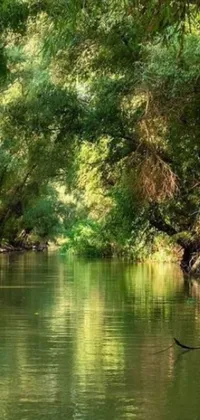 This phone live wallpaper showcases a picturesque scene of a river surrounded by lush green forest and natural movements of the water and trees