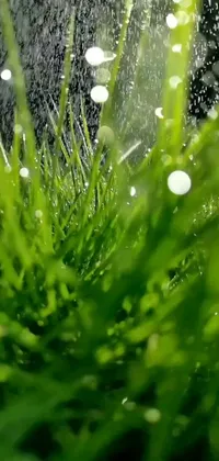 Looking for a refreshing live wallpaper? Look no further than this beautifully captured macro photograph featuring a sprinkler spraying water on fresh green grass! The image is perfectly composed to highlight the droplets of water and depth of field, creating a natural and authentic look