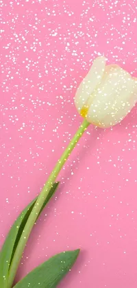This live phone wallpaper features a stunning white tulip set against a soft pink background, offering a minimalist yet elegant design perfect for holiday-themed screens