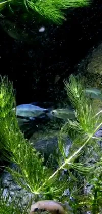 This stunning live wallpaper features a fish swimming in flowing creek water amid underwater plants and rocks