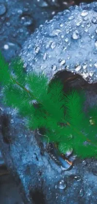This phone live wallpaper depicts a hardy plant growing out of a rugged rock amidst black fir trees