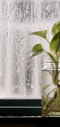 This phone live wallpaper features a plant in a jar sitting on a window sill, with water gushing from the ceiling creating a calming and serene effect