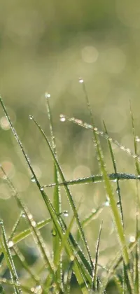 This live wallpaper features a serene bird perched on lush green grass adorned with dew drops, refracted sparkles, thin spikes, and subtle details