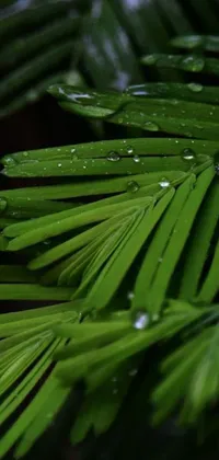 This stunning live wallpaper features a close-up of a realistic leaf with water droplets, set against a background composed of a black fir and palm tree stacked image