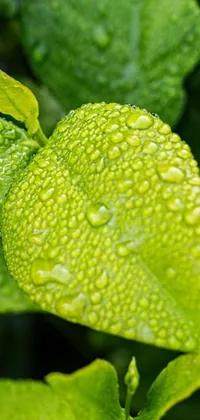 This phone live wallpaper showcases a photorealistic image of a lime green leaf with water droplets, captured in intricate detail just after the rain