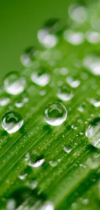 This mobile live wallpaper features a realistic macro photograph close-up of water droplets on a leaf, ensuring a serene and refreshing environment on your phone's screen