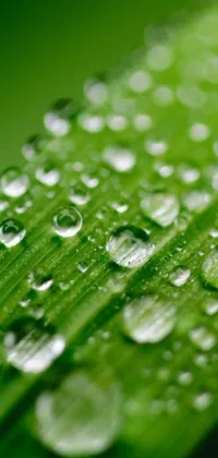 This phone live wallpaper features a detailed macro photograph of a green leaf with droplets of water