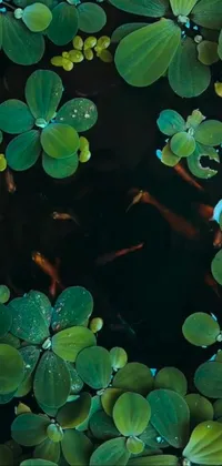 Water Plant Green Live Wallpaper