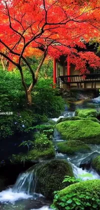 Water Plant Green Live Wallpaper