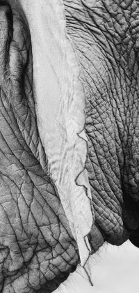 This live wallpaper features a black and white hyperrealistic photograph of an elephant's face with incredible detail and texture by a talented photographer
