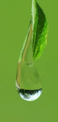 Water Plant Insect Live Wallpaper