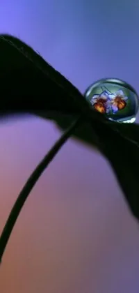 This mobile live wallpaper depicts a drop of water resting on a green leaf, reflected by a blooming flower, seen from a unique worm's eye view