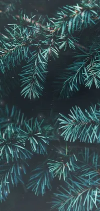 Water Plant Leaf Live Wallpaper