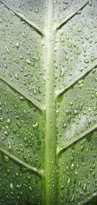 This phone live wallpaper features a stunning close-up of a leaf adorned with water droplets