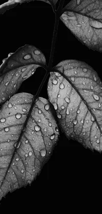 Looking for a stunning live wallpaper for your phone? Take a look at this black and white photo of a beautiful leaf with water droplets, rendered in 4k for clarity