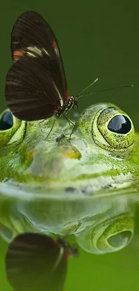 This phone live wallpaper depicts a colorful frog with a butterfly on its head, set against a serene green water background