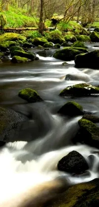 This vivid live wallpaper depicts a clear stream running through a lush green forest