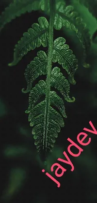 Water Plant Leaf Live Wallpaper