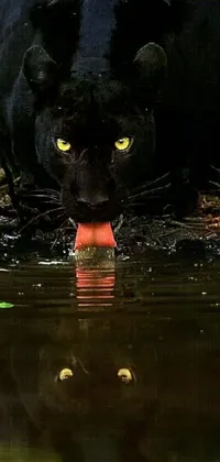 This live wallpaper showcases the beauty of nature with a serene scene of a black panther drinking water from a pond