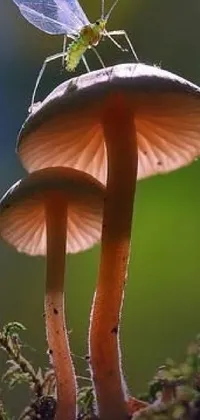 This live phone wallpaper depicts an insect sitting on a red mushroom, with a highly realistic and fantastic appearance