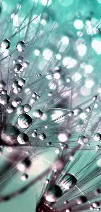 Decorate your phone with this enchanting live wallpaper featuring a dandelion covered in water droplets
