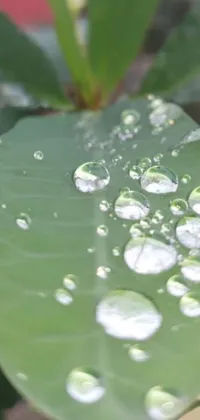 This phone live wallpaper showcases a breathtaking close-up of a leaf with water droplets on it, captured in photorealistic detail