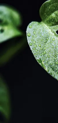 This phone live wallpaper showcases a close-up of a monstera leaf with water droplets in a minimalist style on a dark background